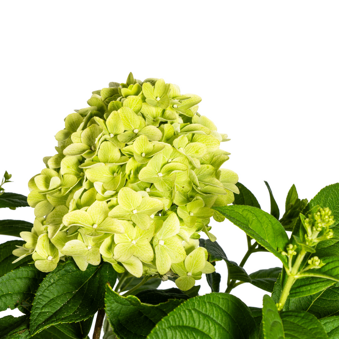 Hydrangea Paniculata Limelight Ø19cm - ↕40 - 60cm