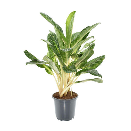 Aglaonema Keylime - ↕70cm - Ø21cm