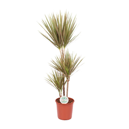 Dracaena Bicolor - Pianta del drago - ↕115cm - Ø24cm