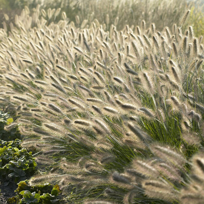 Pennisetum alopecuroides 'Hameln' - ↕10-25cm - Ø9cm - 48x