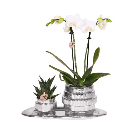 Kolibri Orchids | Gift Set Allure Shiny Zilver - Witte Phalaenopsis Orchidee Mineral Amabilis & Succulent