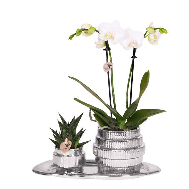 Kolibri Orchids | Gift Set Allure Shiny Zilver - Witte Phalaenopsis Orchidee Mineral Amabilis & Succulent
