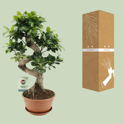 Ficus Ginseng - ↕60cm - Ø22cm