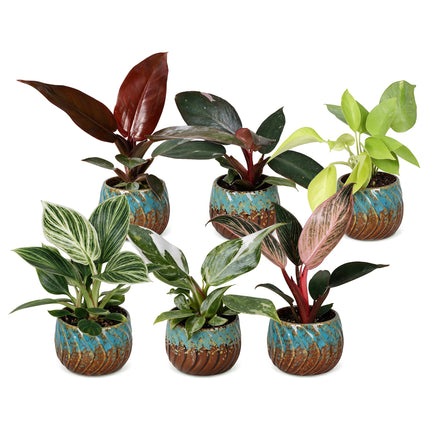 Baby Philodendron Family 6x - Wit - Roze - Geel - Groen - Rood - Tropisch - incl. Copper Reef - Ø6cm - ↕10-15cm