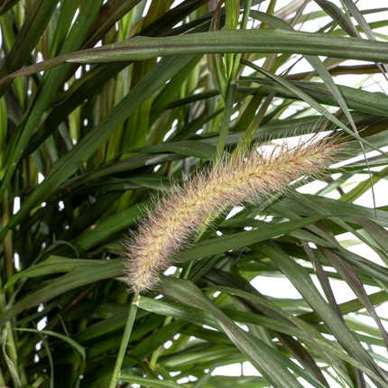 Pennisetum x Advena Chelsea - ↕70-80cm - Ø27cm