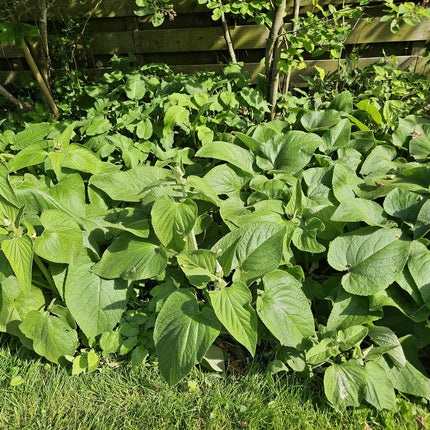 Phlomis russeliana - ↕10-25cm - Ø9cm - 24x