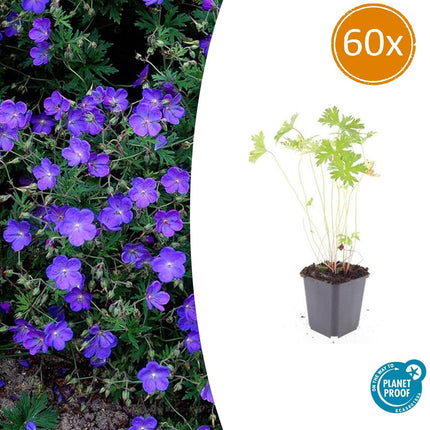 Geranio 'Johnson's Blue' - Geranio de pico grueso - ↕10-25cm - Ø9cm - 60x