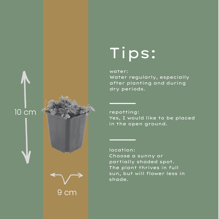 12x Campanula poscharskyana - ↕10-25cm - Ø9cm