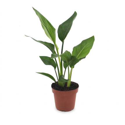 Strelitzia Reginea - Paradijsvogelbloem - Pot 12cm - Hoogte - 35cm