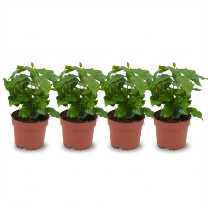 Coffea Arabica Coffee plant - ↕25cm - Ø12cm - 4x