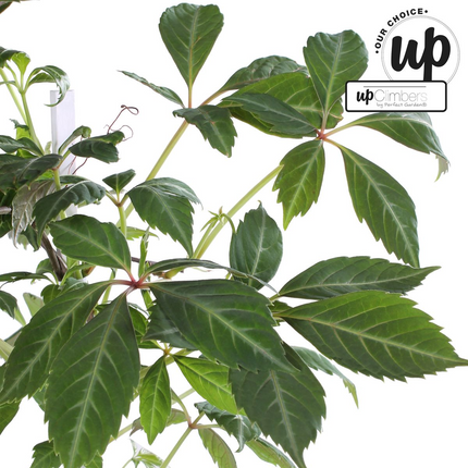 Parthenocissus henryana - Parra virgen - ↕65cm - Ø15cm