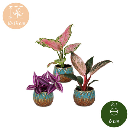 Baby Planten Paradise Mix - Diversen 3x - Tropisch - incl. Copper Reef - Ø6cm - ↕10-15cm