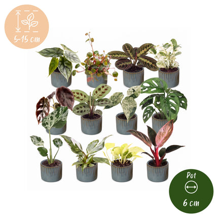 Baby Plants Surprise Box 12x - Verrassingsbox kleine planten - Diversen - Tropisch - incl. Linnea Misty Blue - Ø6cm - ↕5-15cm
