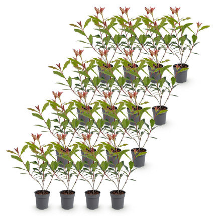 Photinia fraseri Carre Rouge - Glansmispel - 16x Haagplanten - Groenblijvend - Rood - Pot 9cm - Hoogte 25-35cm