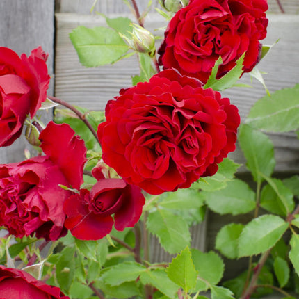Rosa Crazy in love 'Red' - Red Rose - ↕65cm - Ø15cm