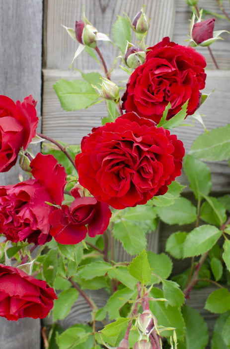 Rosa Crazy in love 'Red' - Rode Roos - ↕65cm - Ø15cm