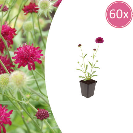 Knautia macedonica - Engkrone - ↕10-25cm - Ø9cm