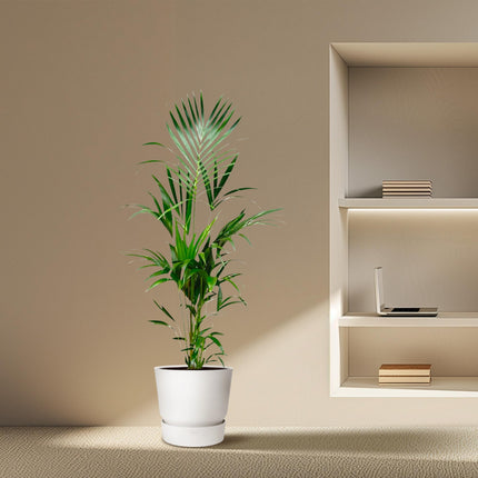 Kentia Palm - ↕180cm - Ø21-25cm
