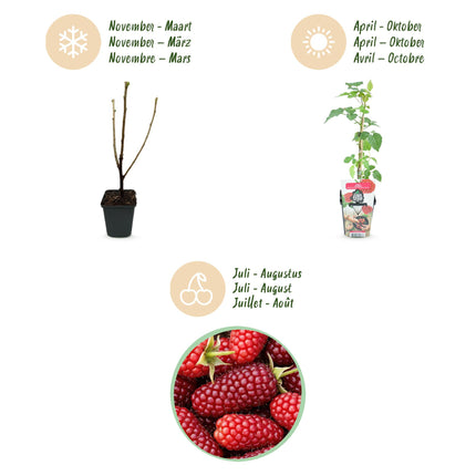 Groseille rouge (Rubus Tayberry) - ↕30-35cm - Ø9cm - 3x