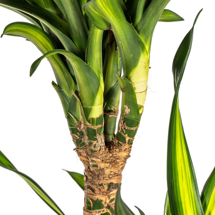 Dracaena Deremensis Rikki with basket - ↕130-150cm - Ø24cm