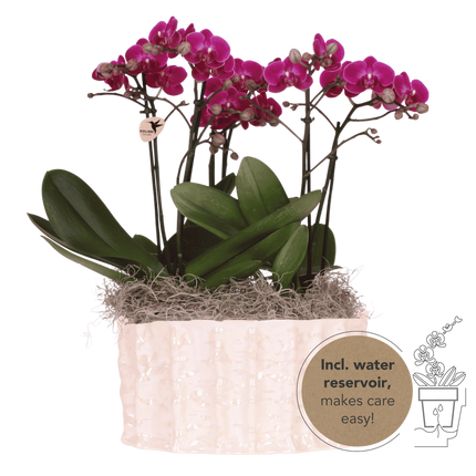 Kolibri Orchids | Paarse Jungle Bouquet Mineral Morelia in Oyster Dish