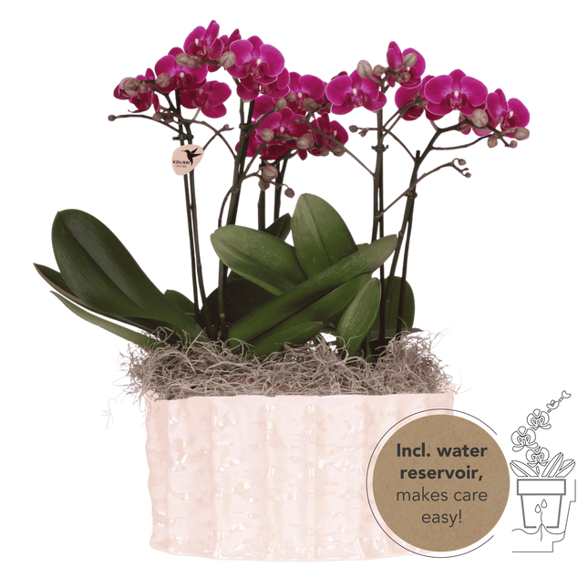 Kolibri Orchids | Lila djungelbukett Mineral Morelia i ostronskål