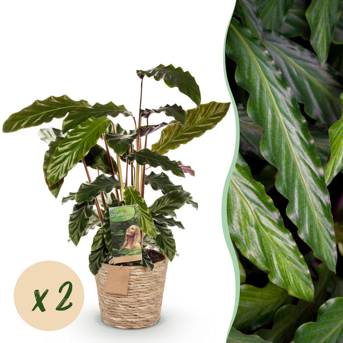 Calathea Rufibarba - Pauwen plant - met mand - ↕55-60cm - Ø17cm - 2x