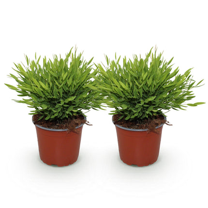 Bamusa Pogonatherum Monica - Bambù per interni - ↕30-35cm - Ø12cm - 2x