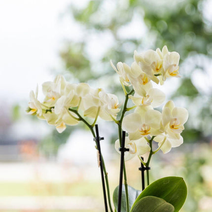 Gift set Big | Green plants with yellow Phalaenopsis orchid in Simplicity yellow decorative pots on bamboo plate