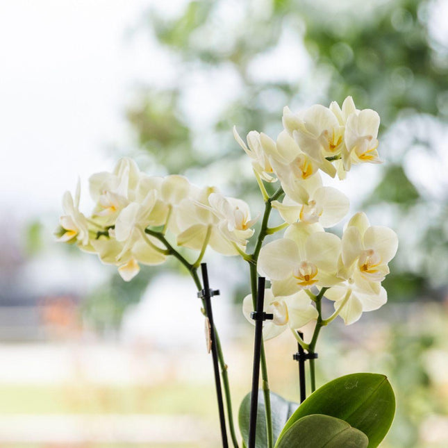 Set regalo grande | Piante verdi con orchidea Phalaenopsis gialla in vasi decorativi gialli Simplicity su un piatto di bambù