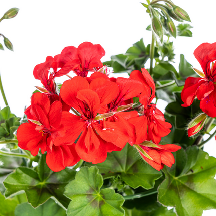Hængende geranium - Pelargonium peltatum Rød Ø12 cm - ↕20 cm - 8x