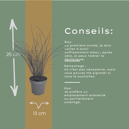 Miscanthus Sinensis ‘Gracillimus’ – Chinees Prachtriet - Ø12cm - 3x