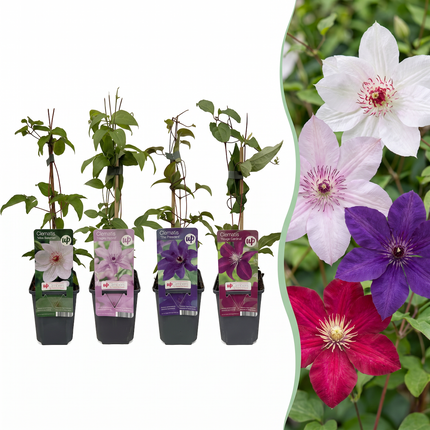 Clematis Rainbow - Bosrank 8x - Paars - Rood - Roze - Wit - Klimplant - Ø9cm - ↕35cm