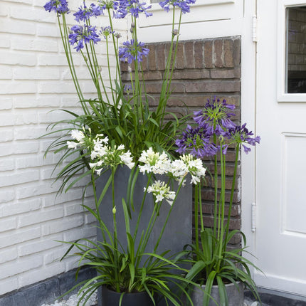 Agapanthus 'Ever White' - lilia afrykańska - ↕30cm - Ø19cm
