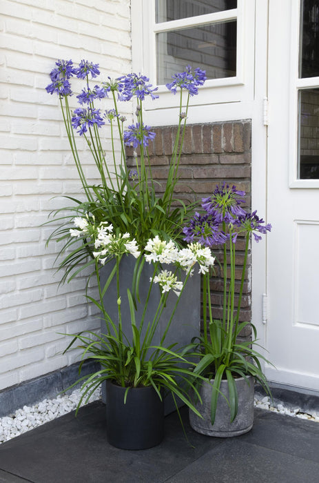 Agapanthus 'Ever White' - Afrikaanse Lelie - ↕30cm - Ø19cm