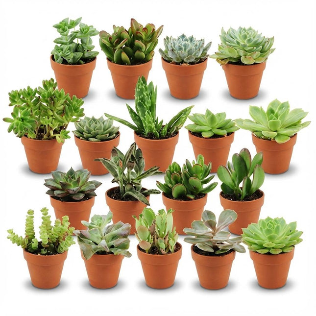 Mini Succulent Mix - ↕5-10cm - Ø8.1cm - Terracotta Pots - 18x