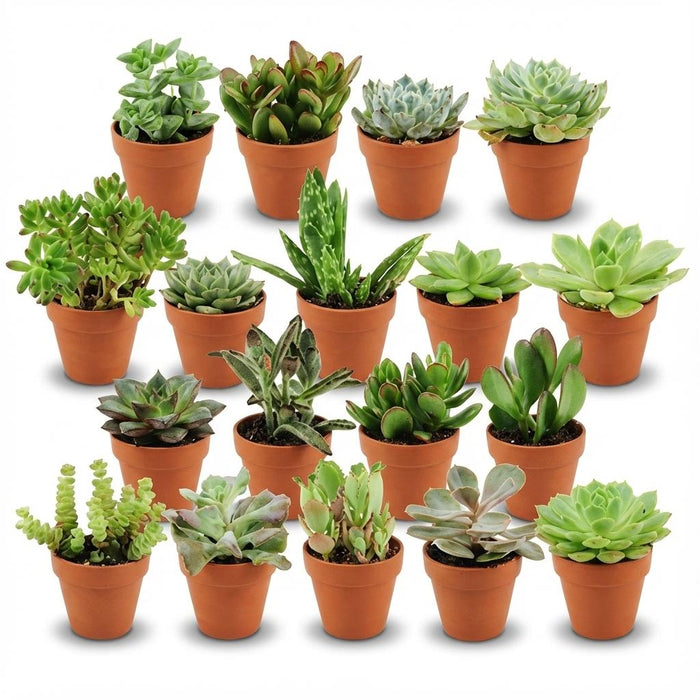 Mini Succulenten Mix - ↕5-10cm - Ø8,1cm - Terracotta Potten - 18x