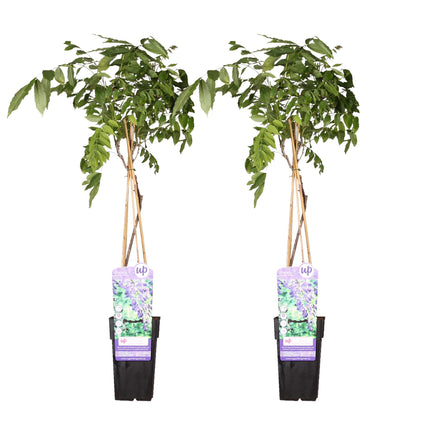 Wisteria sinensis 'Prolific' - Blauwe regen - ↕65cm - Ø15cm - 2x