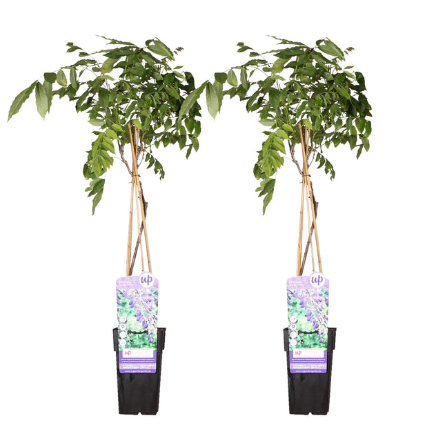 Wisteria sinensis 'Prolific' - Glicine blu - ↕65cm - Ø15cm - 2x