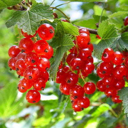 Grosella roja - Ribes rubrum Jonkheer van Tets - Grosella roja - ↕40cm - Ø11cm - 2x