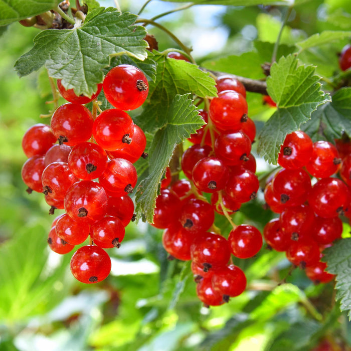 Fruitplant - Aalbes - Ribes rubrum Jonkheer van Tets - Rode Bes - 2 planten -  Pot 11cm Hoogte 40cm