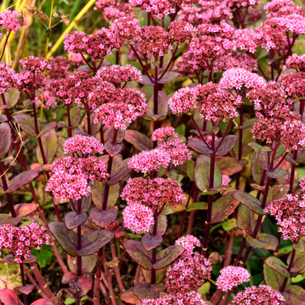 Sedum 'Matrona' - Hemelsleutel - ↕10-25cm - Ø9cm - 24x