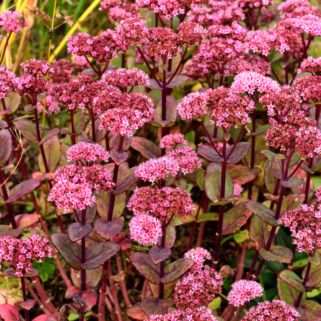 Sedum 'Matrona' - Hemelsleutel - ↕10-25cm - Ø9cm - 24x