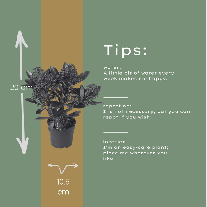 Skimmia 'Rubella' – ↕20-25 cm - Ø10,5 cm - 3x