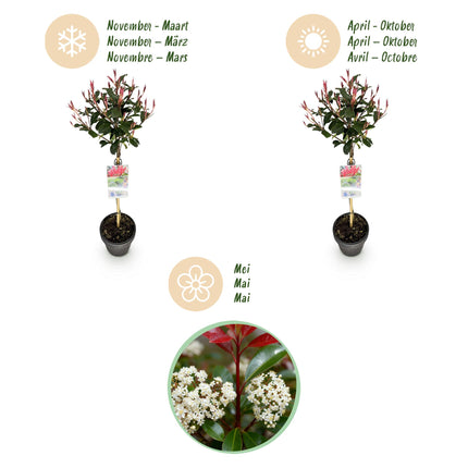 Photinia fraseri Carre Rouge – Stängelpflanze – Grün-rote Blätter – Topf 19 cm, Höhe 90 cm