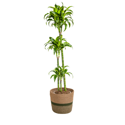 Dracaena Deremensis Dorado with basket - ↕120-140cm - Ø24cm