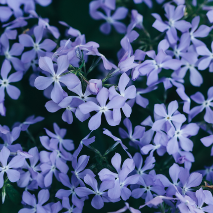 Phlox subulata 'Emerald Cushion Blue' - Kruipphlox - ↕10-25cm - Ø9cm - 12x