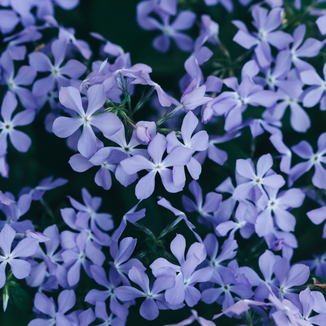 Phlox subulata 'Emerald Cushion Blue' - Phlox strisciante - ↕10-25cm - Ø9cm - 12x