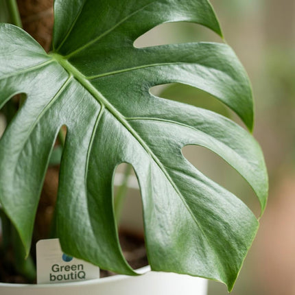 Monstera Deliciosa moss tip - roślina o wyglądzie sera szwajcarskiego - w białej doniczce - ↕90cm - Ø19cm
