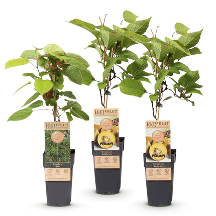 Green boutiQ - Planta frutal - Actinidia Weiki y kiwi dorado - Planta de kiwi - 1 macho - 2 hembras - Plantas - Amarillo - Maceta de 15 cm - Altura 50 cm